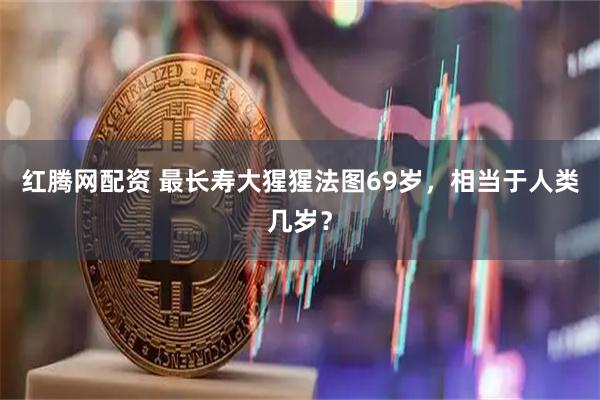 红腾网配资 最长寿大猩猩法图69岁，相当于人类几岁？